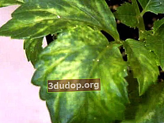 Virus de la mosaïque du tabac sur les dahlias