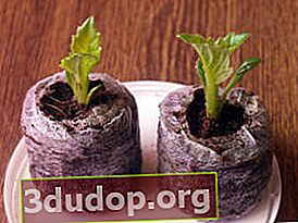 Planter des boutures de dahlia