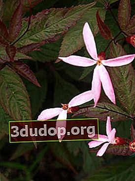 Hilllenia profusion rose à trois feuilles