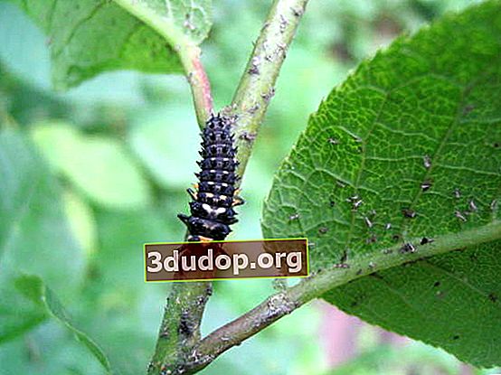 Larva kumbang kecil - musuh semula jadi tungau buah pinggang currant