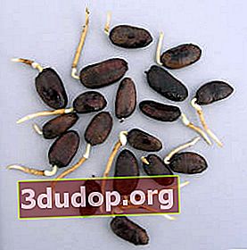 발아 된 파파야 씨앗