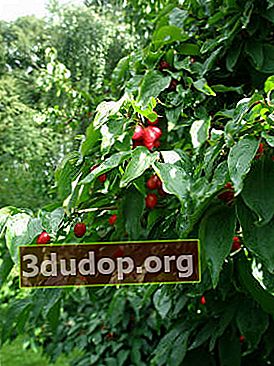 칼리닌그라드에서 열매 맺는 산딸 나무