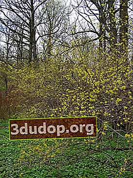 Dogwood, blommande