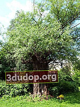 버드 나무 (Salix fragilis)