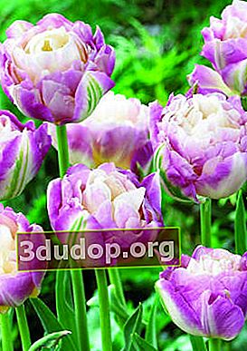 Tulipe doux désir
