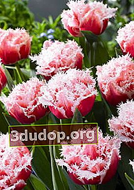 Tulipe Queensland