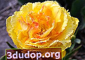 Tulip Artichoke