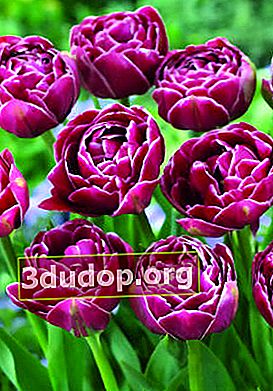 Tulipe Dream Touch