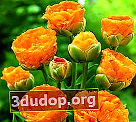 Tulipe Double Beauté d'Apeldoorn