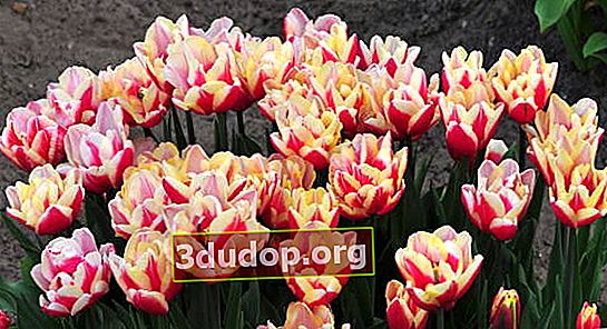 Choisir des tulipes doubles tardives