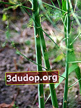 Asparagus officinalis (Asparagus officinalis), tiges