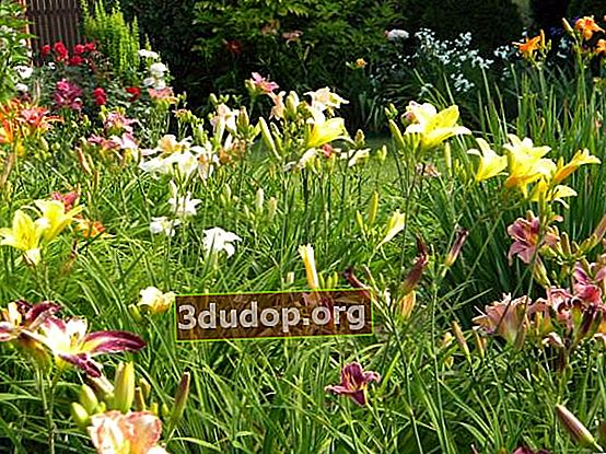 Daylilies i den lilla trädgården