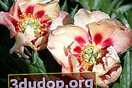 Pivoine Ito-hybride Old Rose Dandy