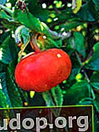 Rosehip Apple