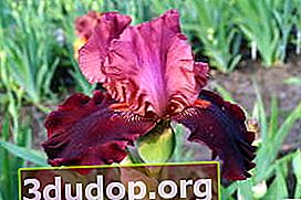 Iris portant des rubis