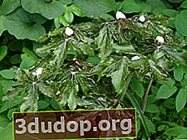 ไทรอยด์ podophyllum (Podophyllum peltatum)