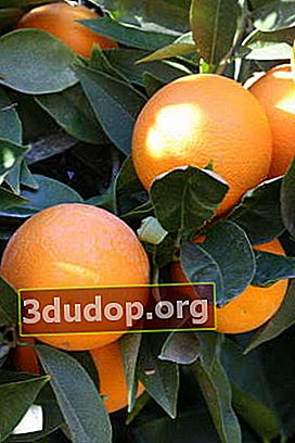 ส้มแกมลิน