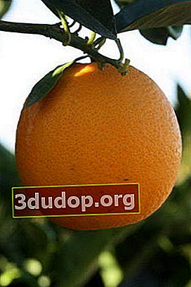 タロッコオレンジ