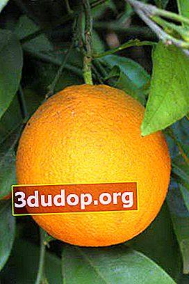 Salustiana สีส้ม
