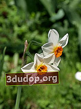 Daffodil: penggalian, penyimpanan, penyakit dan perosak biasa
