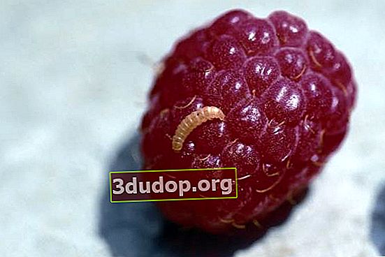 Larva kumbang raspberry