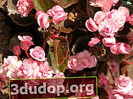 ベゴニア咲き誇るダブレットピンク