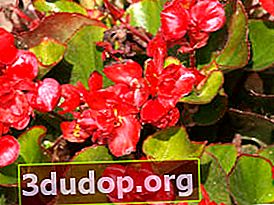 Begonia Doublonia Red F1 yang sentiasa berbunga