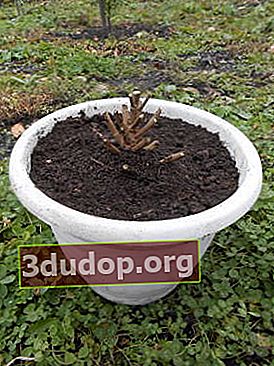 Après avoir planté la liqueur mère, le sol dans le récipient doit être humidifié et maintenu dans un état d'humidité légère pendant toute la période de repos.