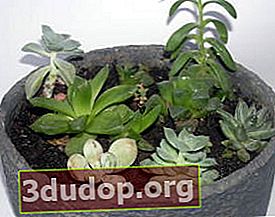 Composition de plantes succulentes dans des conteneurs sous une ancienne fontaine décorative
