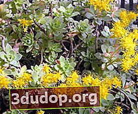Sedum compressum mekar dengan bunga kuning berukuran sedang, tradisional untuk sedum