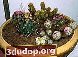 Komposisi pelbagai jenis kaktus