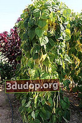 아스파라거스 콩 : 재배 및 수확