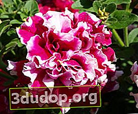 Petunia bunga besar terry Piruet Rose F1