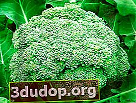 Memilih varieti brokoli untuk kebun