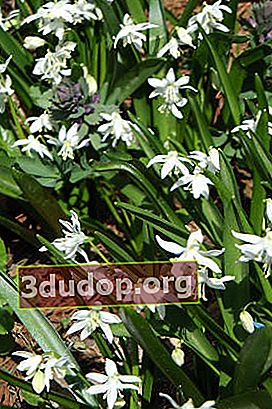 Gândacul siberian (Scilla siberica) Alba