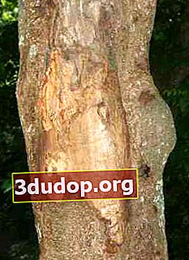 Kayu manis Ceylon (Cinnamomum ceylanicum)