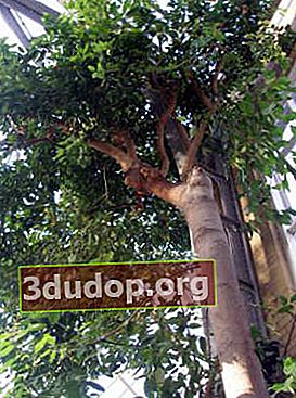 Kayu manis Ceylon (Cinnamomum ceylanicum)