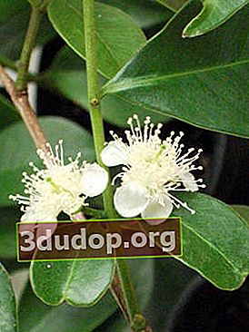 구아바 캐 틀리 (Psidiumcattleianum)