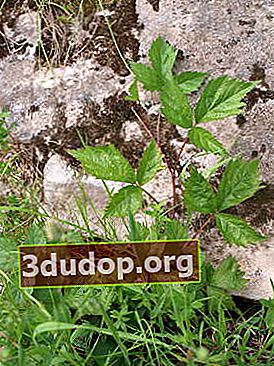 Houblon commun (Humulus lupulus) dans la nature de l'Oural