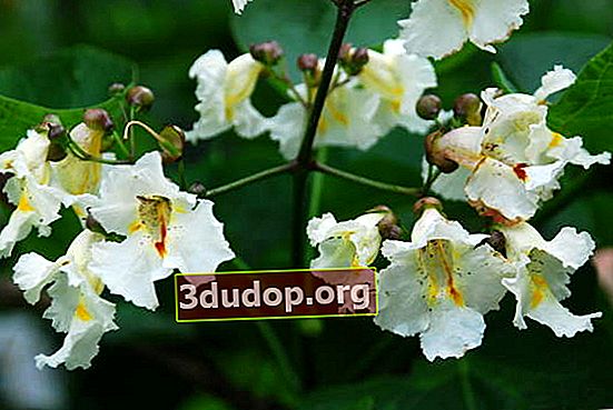 Catalpa bignoniform, floraison