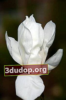 Magnolia tongkol