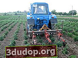 토마토 심기 재배