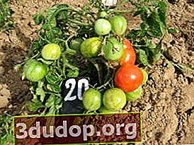 Le début de la maturation des tomates