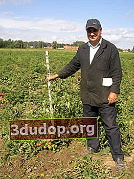 Kozak Vladimir Ivanovich dans les champs de tomates
