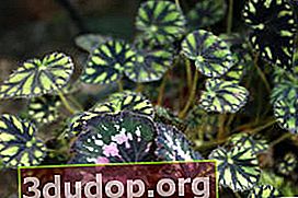 Begonia Harimau