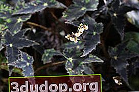 Begonia คลีโอพัตรา