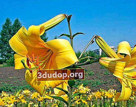 Hibrida Tubular Lily: Pembiakan Musim Semi Akhir