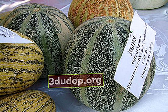 Melon Gurbek (musim sejuk cassaba)
