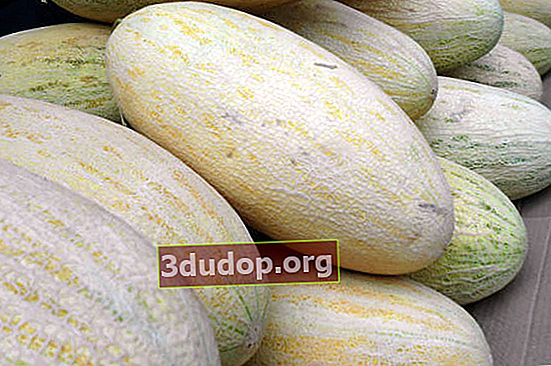 Melon Gulyabi