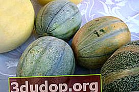 Melon Kiwi (pelbagai jenis Khandalyak Dessertnaya)